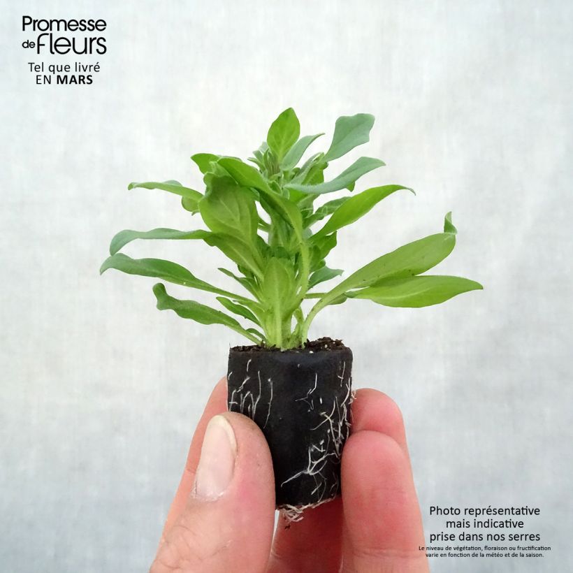 Supertunia Vista Fuchsia Petunia Plug plant 3/4cm sample as delivered in spring