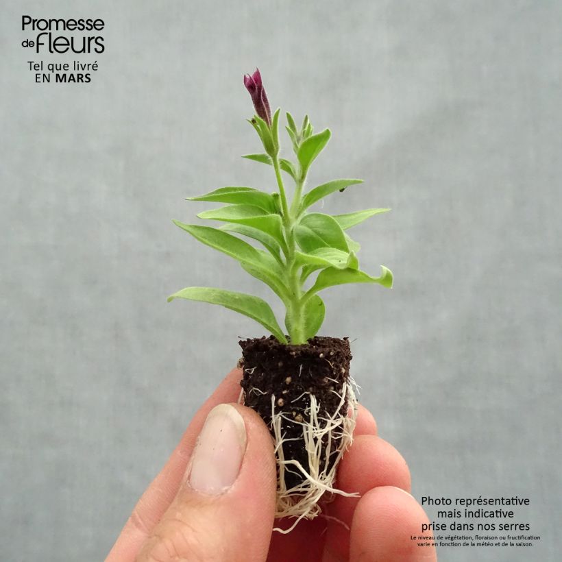 Petunia Supertunia Vista Paradise Plug plant 1.5/2.5 cm sample as delivered in spring