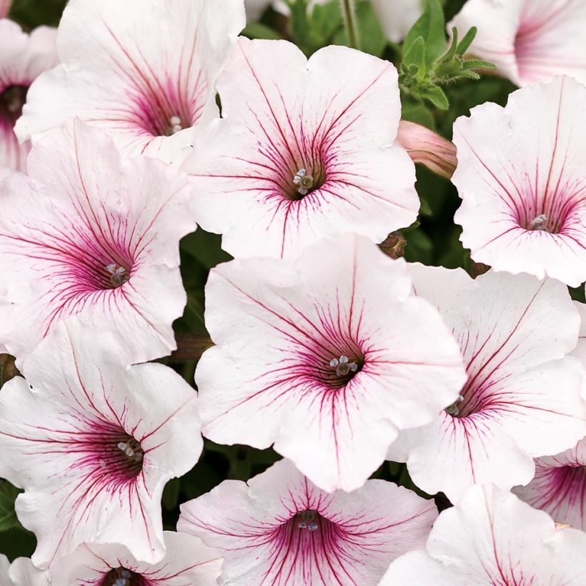 Petunia Supertunia Vista Silverberry (Flowering)