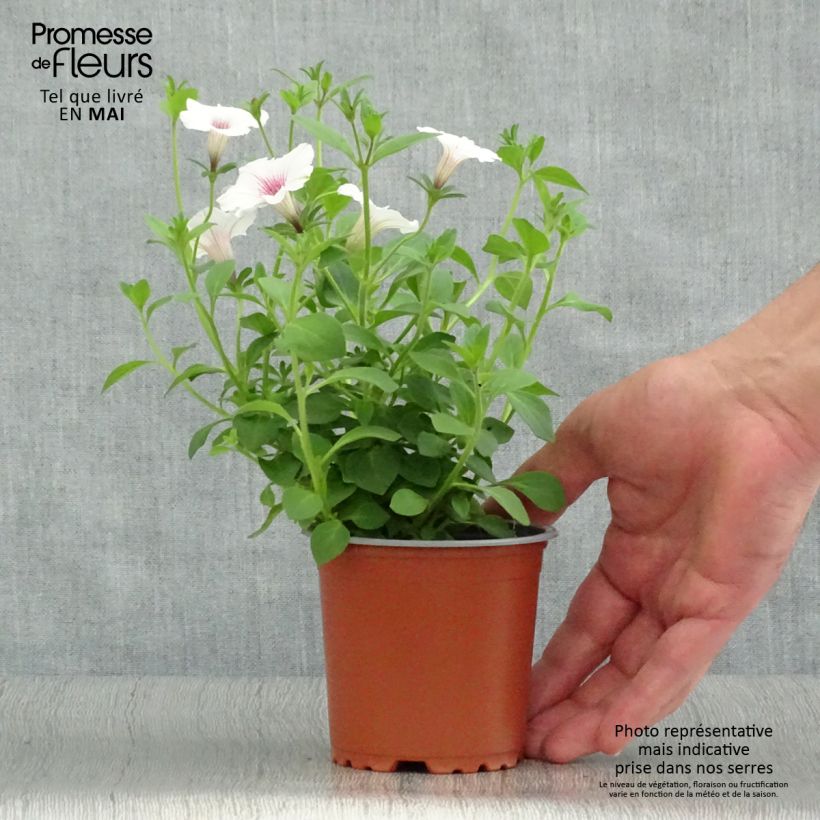 Petunia Supertunia Vista Silverberry sample as delivered in spring