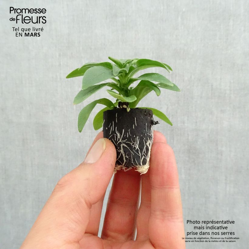 Petunia Surfinia Deep Red Plug plant 3/4cm sample as delivered in spring