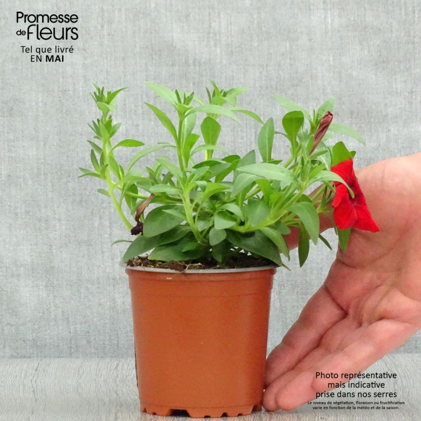 Petunia Surfinia Deep Red sample as delivered in spring