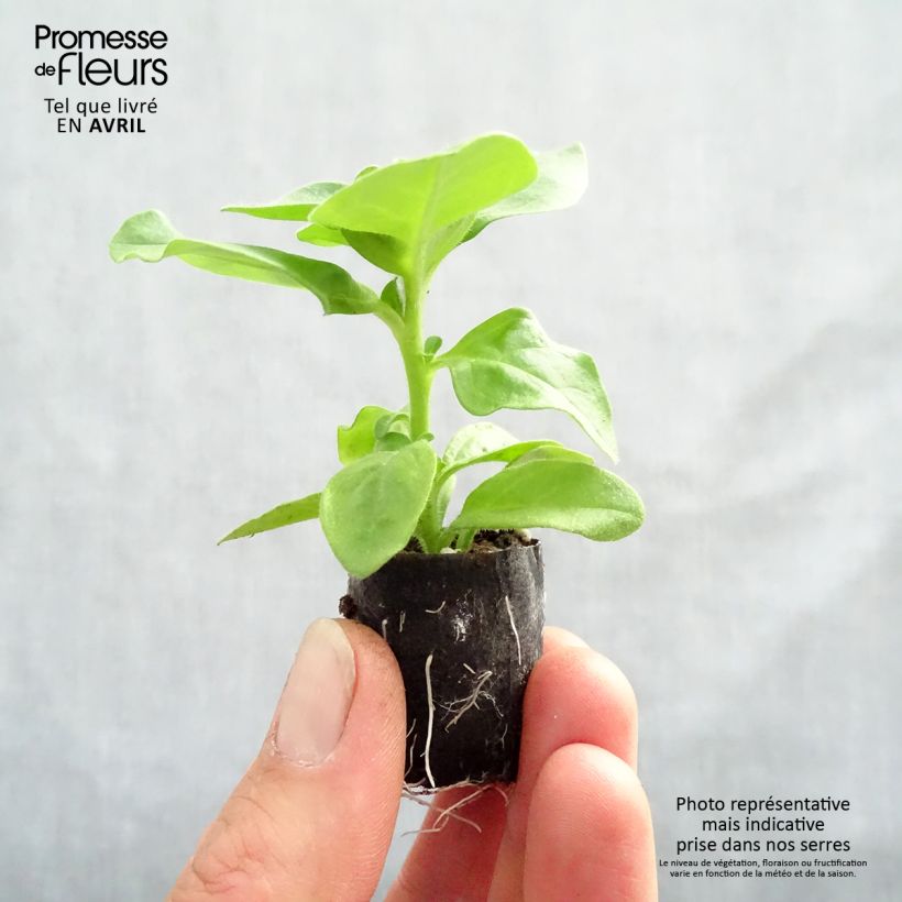 Surfinia Double Lilac Petunia Plug plant 3/4cm sample as delivered in spring