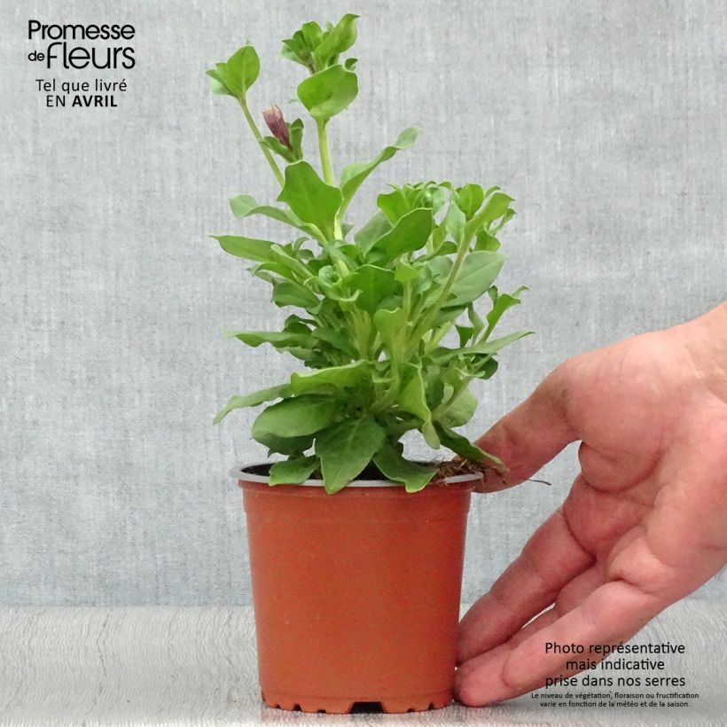 Surfinia Double Lilac Petunia 10cm/11cm pot sample as delivered in spring