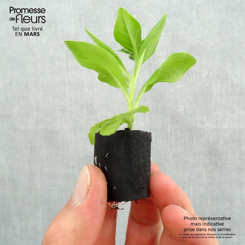 Petunia Surfinia Giant Blue Plug plant 3/4cm sample as delivered in spring