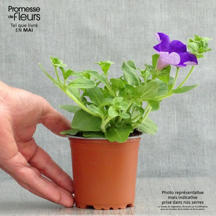 Petunia Surfinia Giant Blue 8/9 cm pot sample as delivered in spring