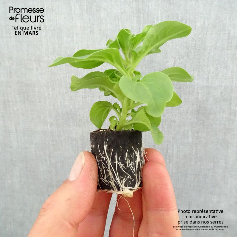 Petunia Surfinia Heavenly Blue Plug plant 3/4cm sample as delivered in spring