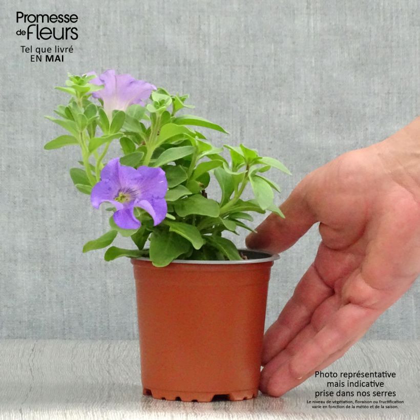 Petunia Surfinia Heavenly Blue sample as delivered in spring