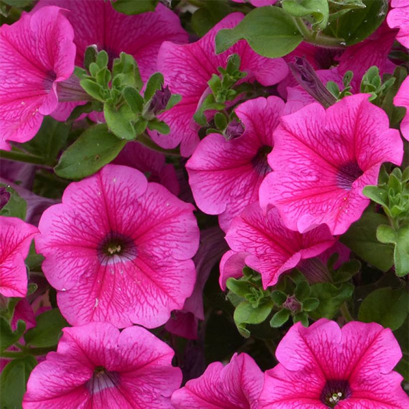 Petunia Surfinia Hot Pink (Flowering)