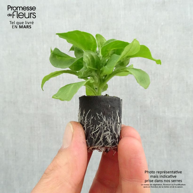 Petunia Surfinia Hot Pink Plug plant 3/4cm sample as delivered in spring