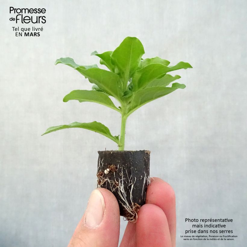 Petunia Surfinia Purple Plug plant 3/4cm sample as delivered in spring