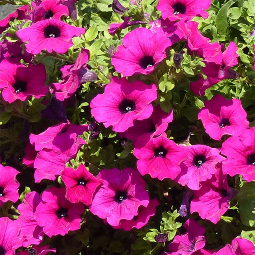 Petunia Surfinia Purple (Flowering)