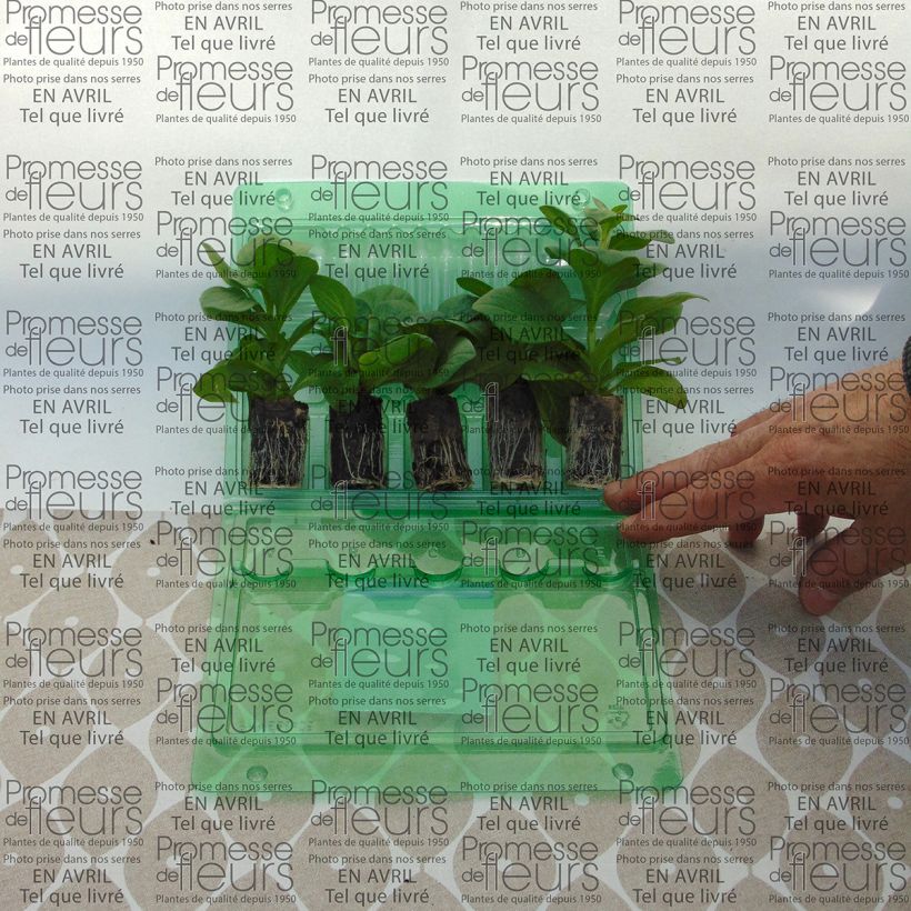 Example of Petunia Surfinia Sky Blue Plug plant 3/4cm specimen as delivered