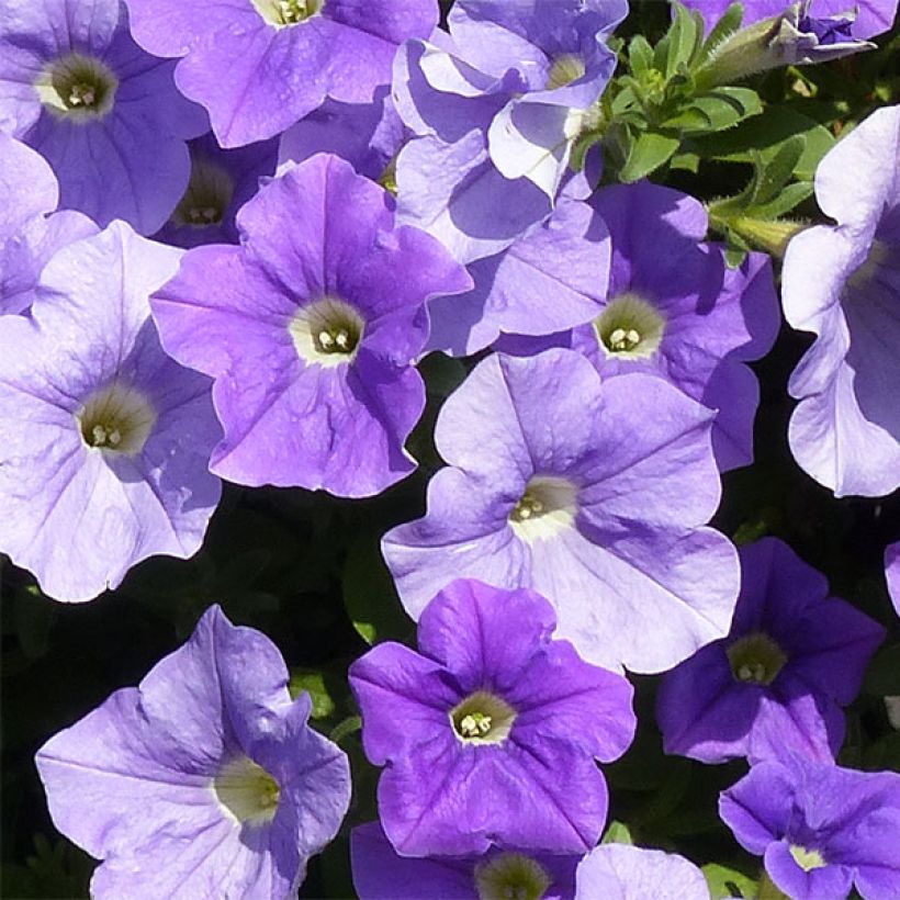 Petunia Surfinia Sky Blue (Flowering)