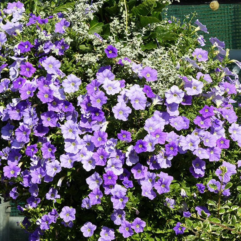 Petunia Surfinia Sky Blue (Plant habit)