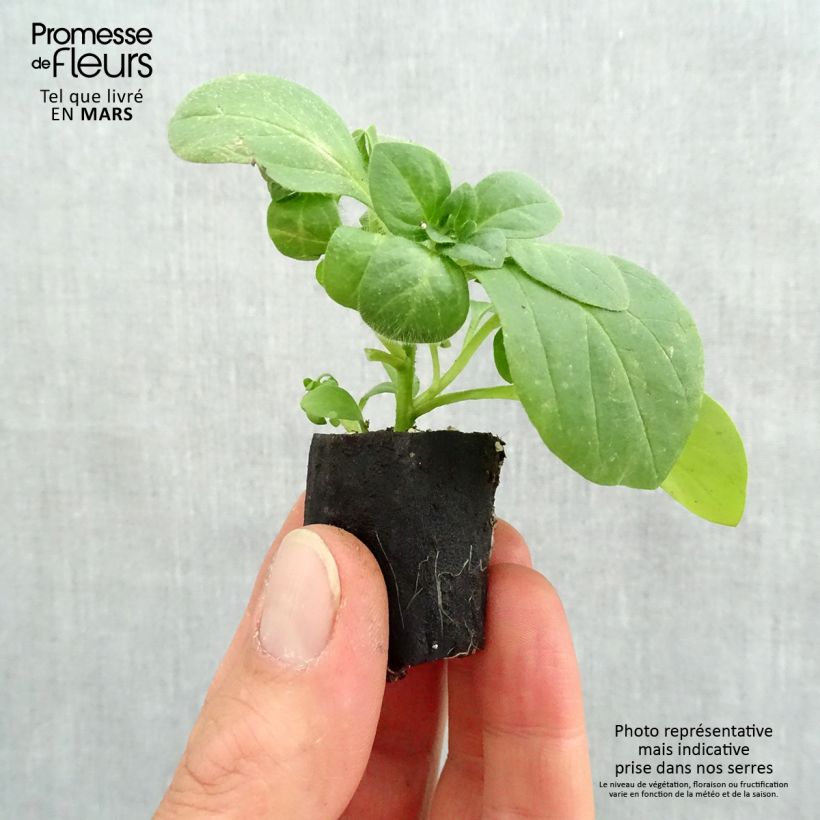 Petunia Surfinia Snow Plug plant 3/4cm sample as delivered in spring
