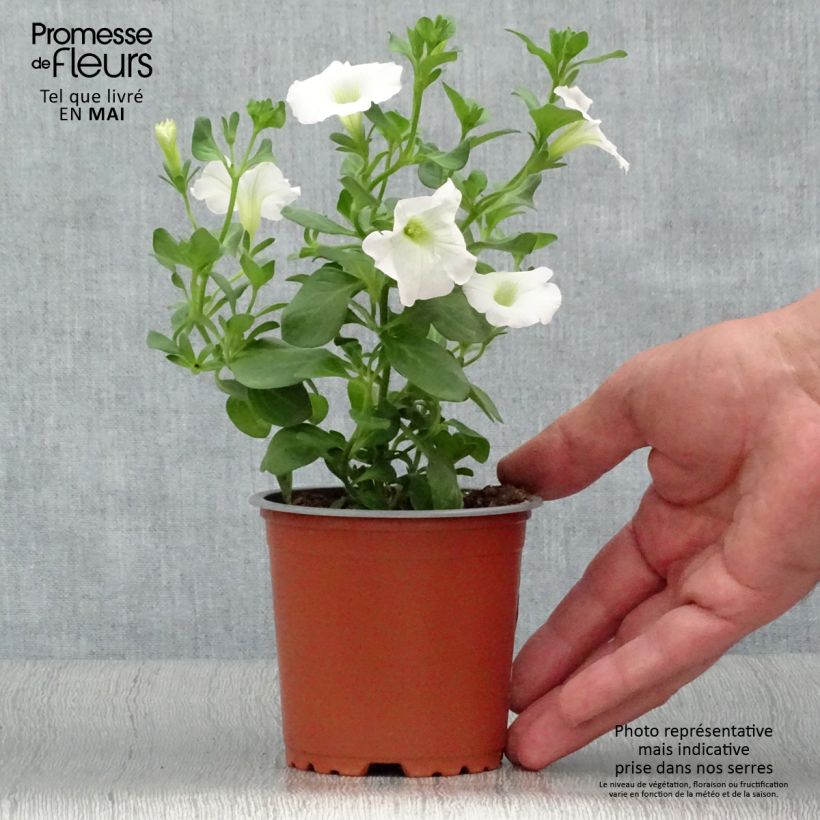 Petunia Surfinia Snow 8/9 cm pot sample as delivered in spring