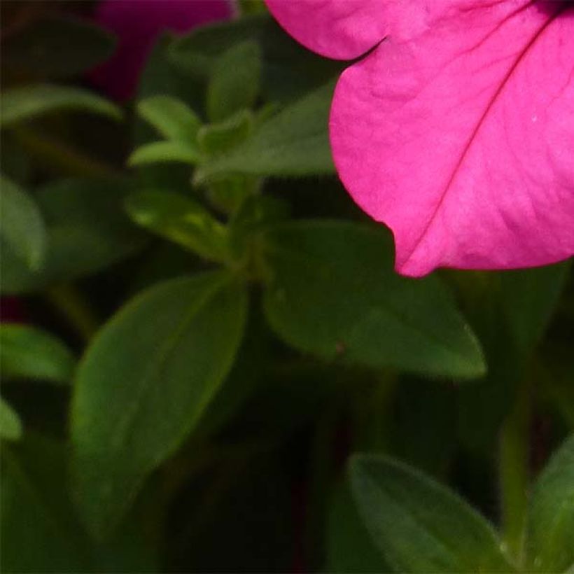 Petunia Surfinia Sumo Rose (Foliage)