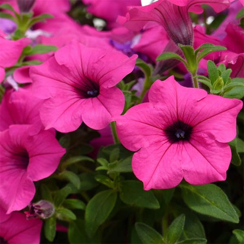 Petunia Surfinia Sumo Rose (Flowering)