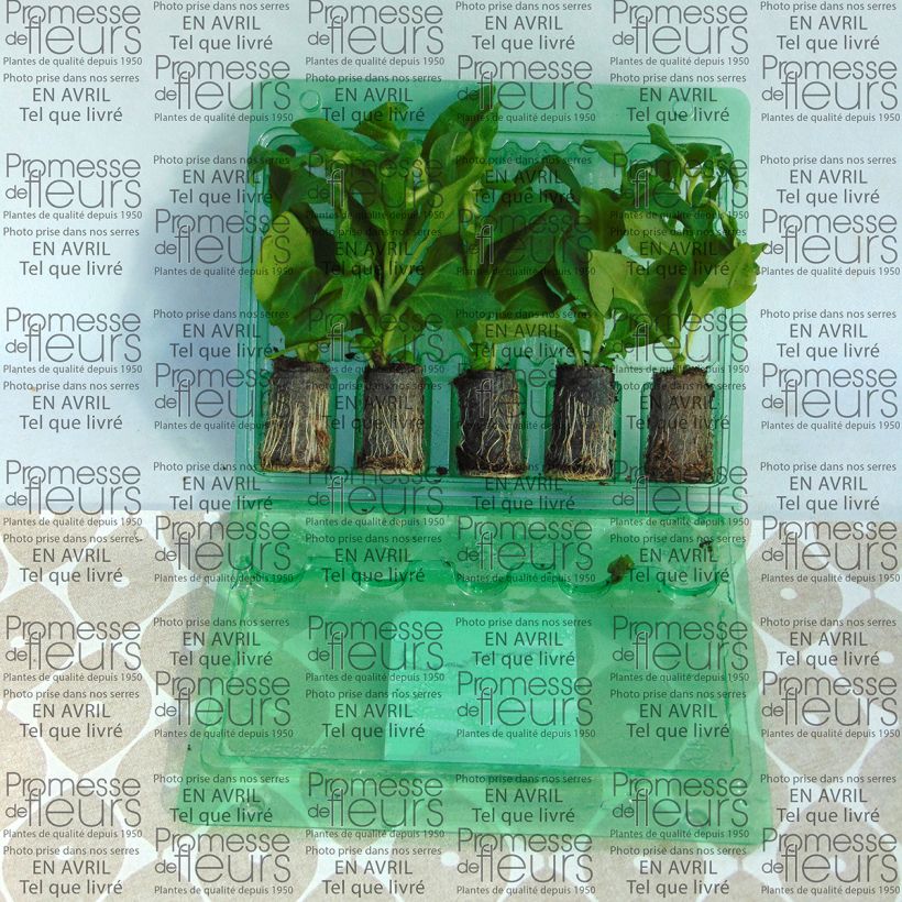 Example of Petunia Surfinia Sumo Rose Plug plant 3/4cm specimen as delivered