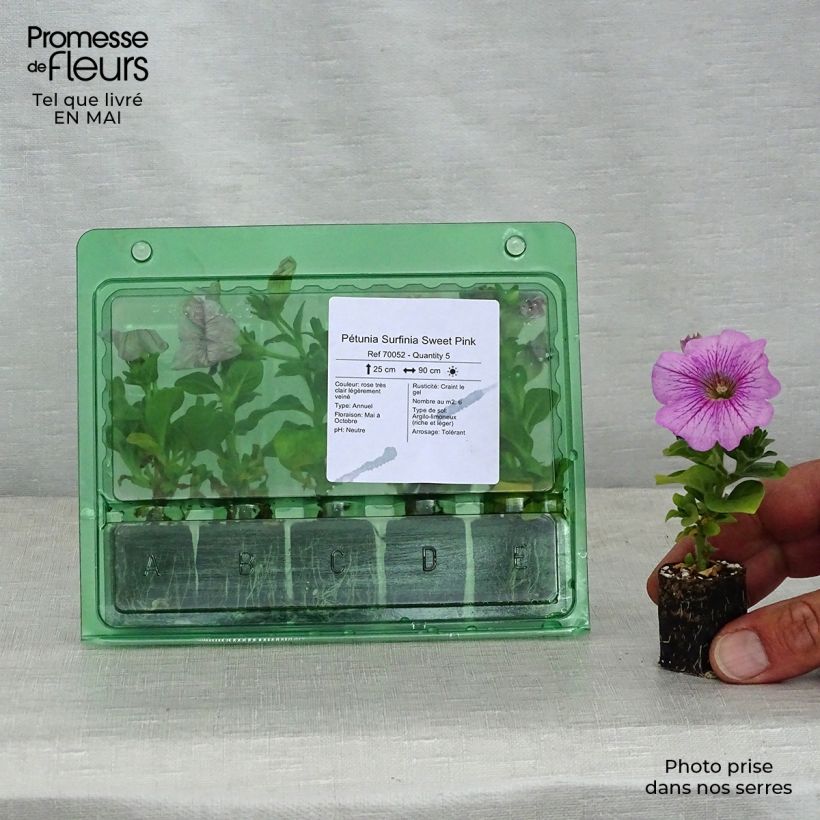 Petunia Surfinia Sweet Pink Plug plant 3/4cm sample as delivered in spring