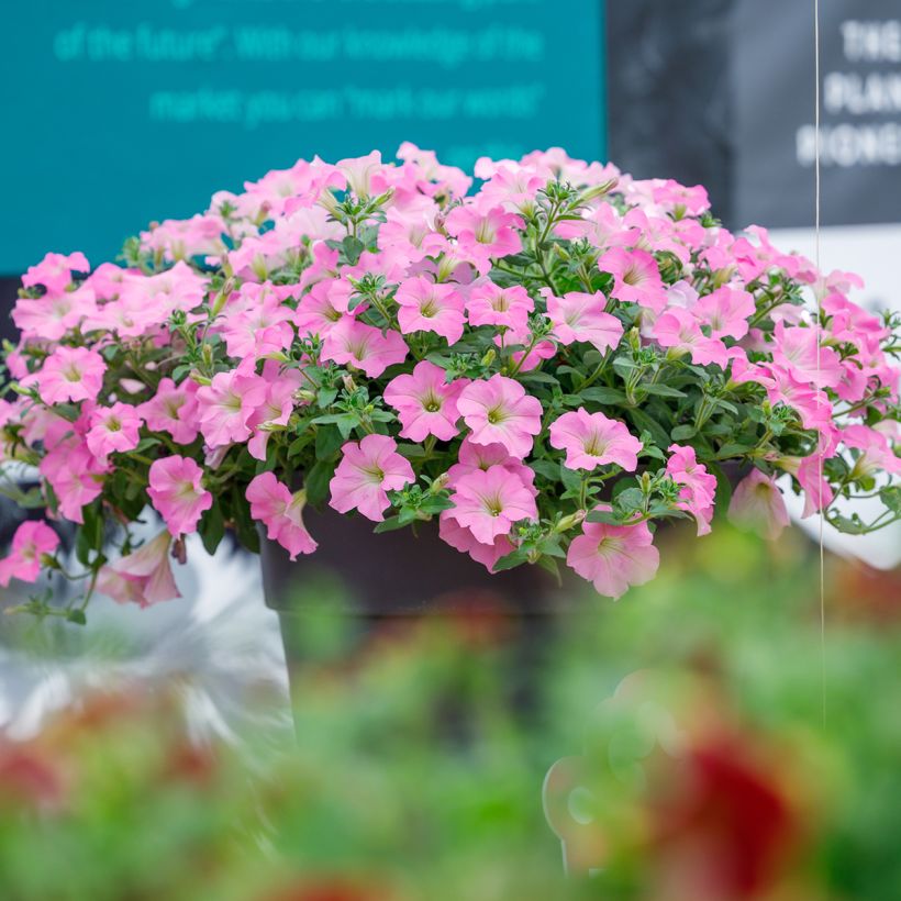 Petunia Surfinia Trailing Big Pink (Plant habit)