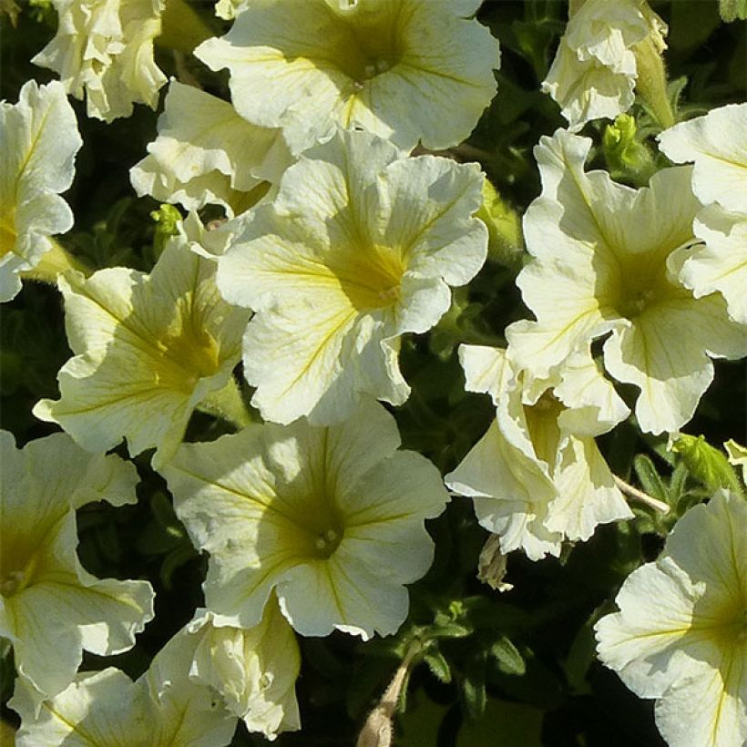 Petunia Surfinia Yellow (Flowering)