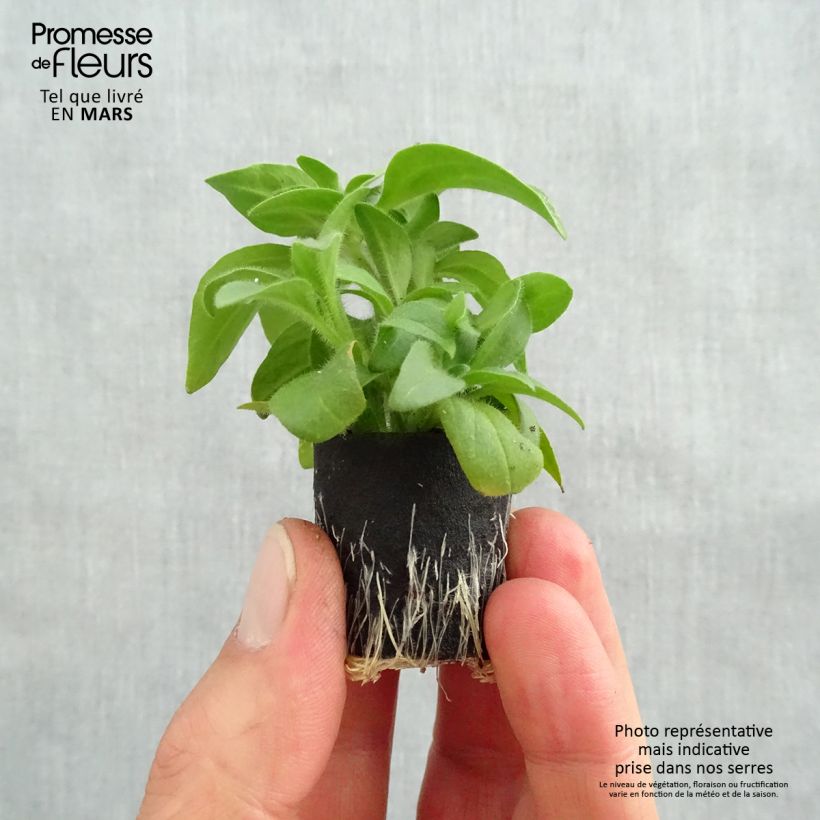 Petunia Surfinia Yellow Plug plant 3/4cm sample as delivered in spring