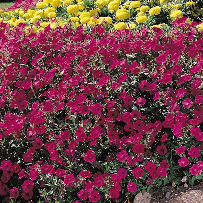 Petunia  hybrida Tidal Wave F1 Cherry (Flowering)