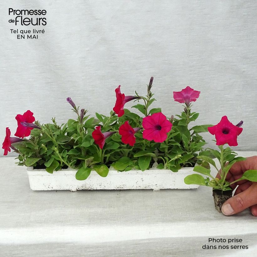 Petunia  hybrida Tidal Wave F1 Cherry Plug plants 3.8 x 3.2cm - Tray of 16 sample as delivered in spring
