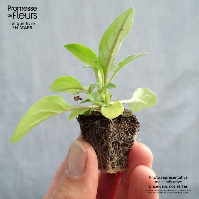 Petunia Tidal Wave F1 Silver Plug plants 3.8 x 3.2cm - Tray of 16 sample as delivered in spring