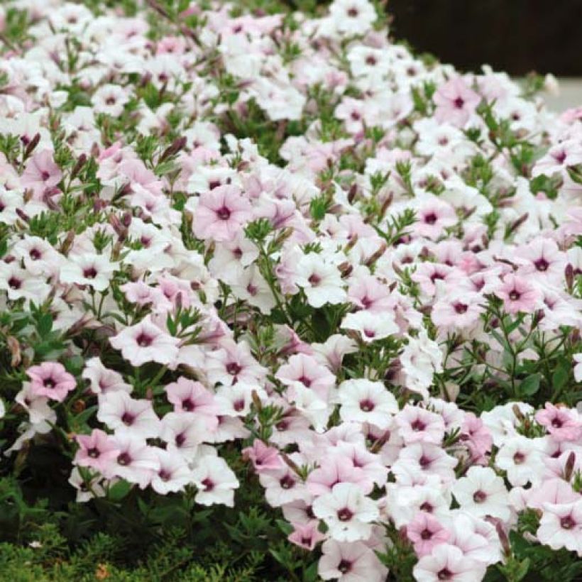 Petunia Tidal Wave F1 Silver (Flowering)