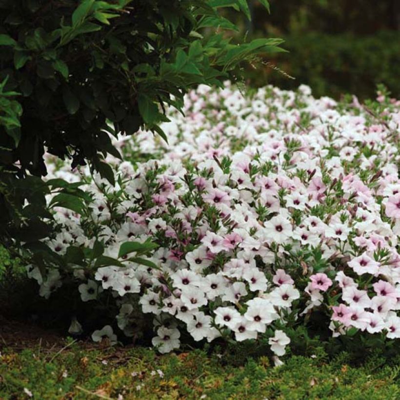 Petunia Tidal Wave F1 Silver (Plant habit)