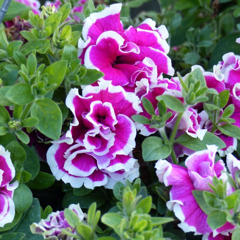 Petunia Tumbelina Anna (Flowering)