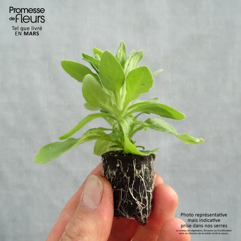 Petunia Tumbelina Anna Plug plant 3/4cm sample as delivered in spring