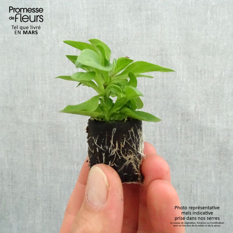 Petunia Surfinia Tumbelina Belinda Plug plant 3/4cm sample as delivered in spring