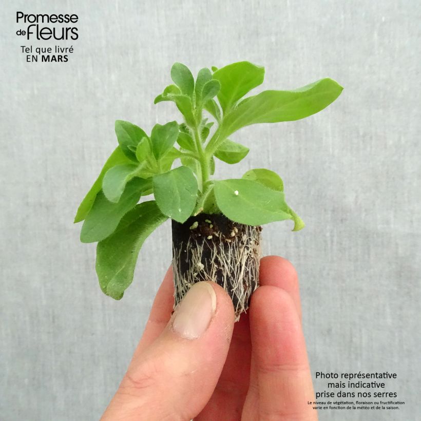 Petunia Surfinia Tumbelina Candyfloss Plug plant 3/4cm sample as delivered in spring