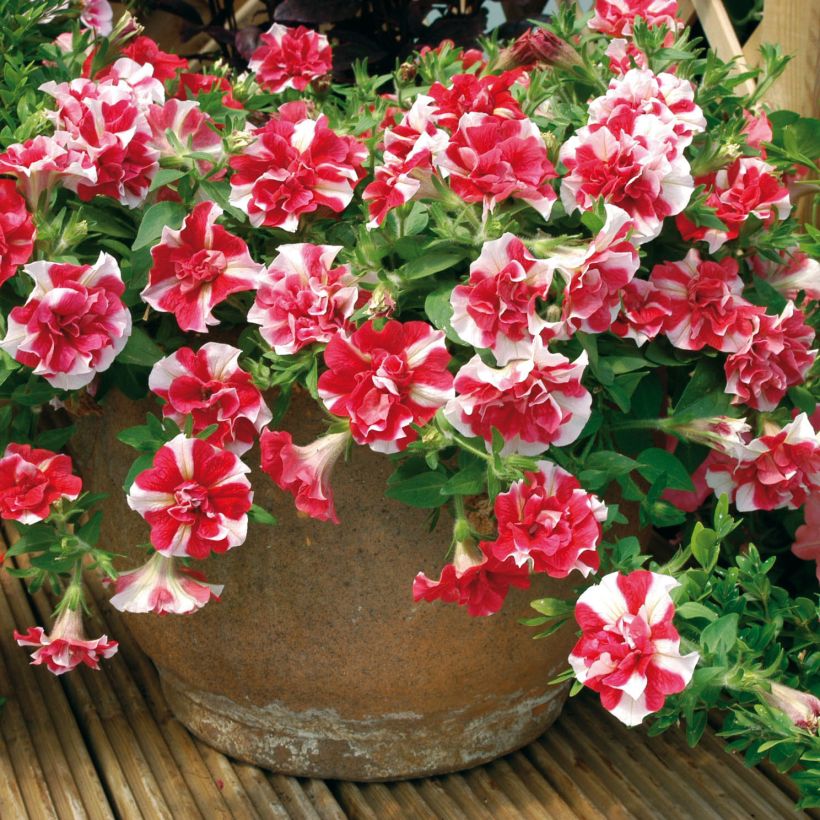 Petunia Tumbelina Cherry Ripple (Plant habit)