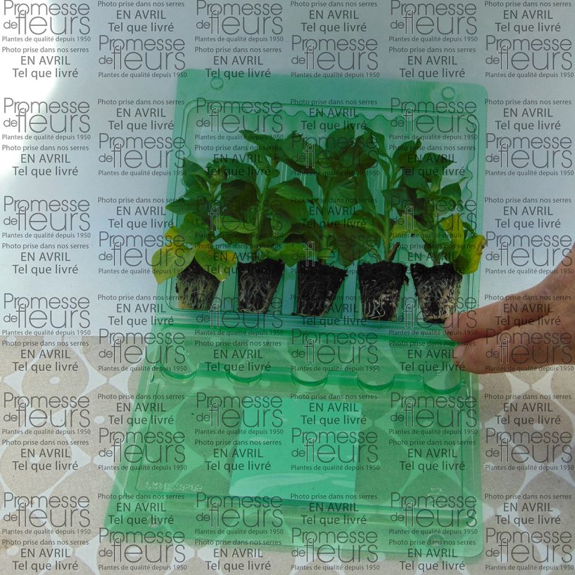 Example of Petunia Tumbelina Cherry Ripple Plug plant 3/4cm specimen as delivered