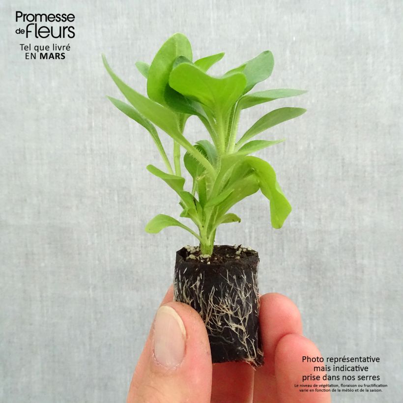 Petunia Tumbelina Diana Double White Plug plant 3/4cm sample as delivered in spring