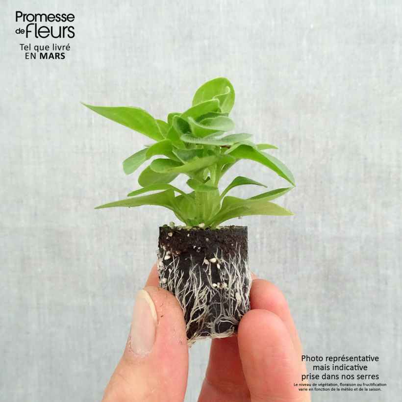 Petunia Tumbelina Priscilla double lavender veined Plug plant 3/4cm sample as delivered in spring
