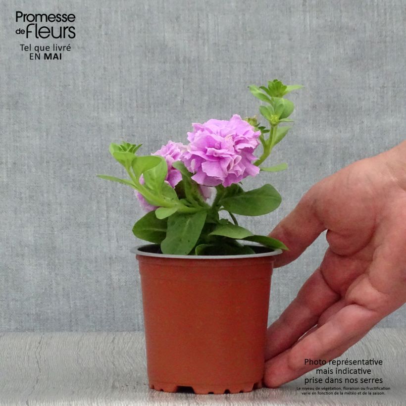 Petunia Tumbelina Priscilla double lavender veined sample as delivered in spring