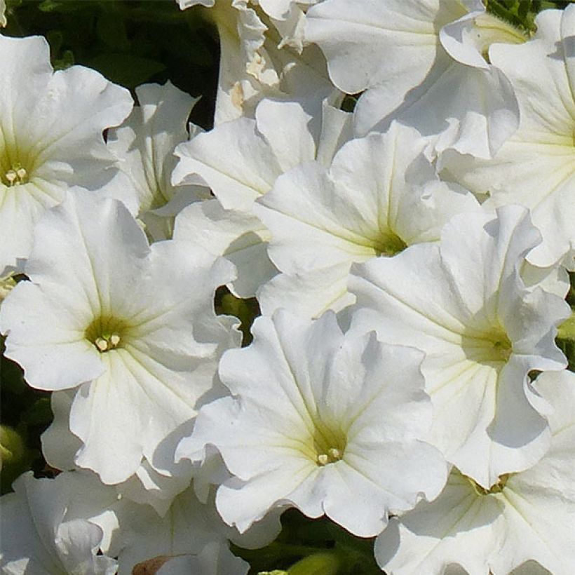 Petunia Surfinia Snow (Flowering)