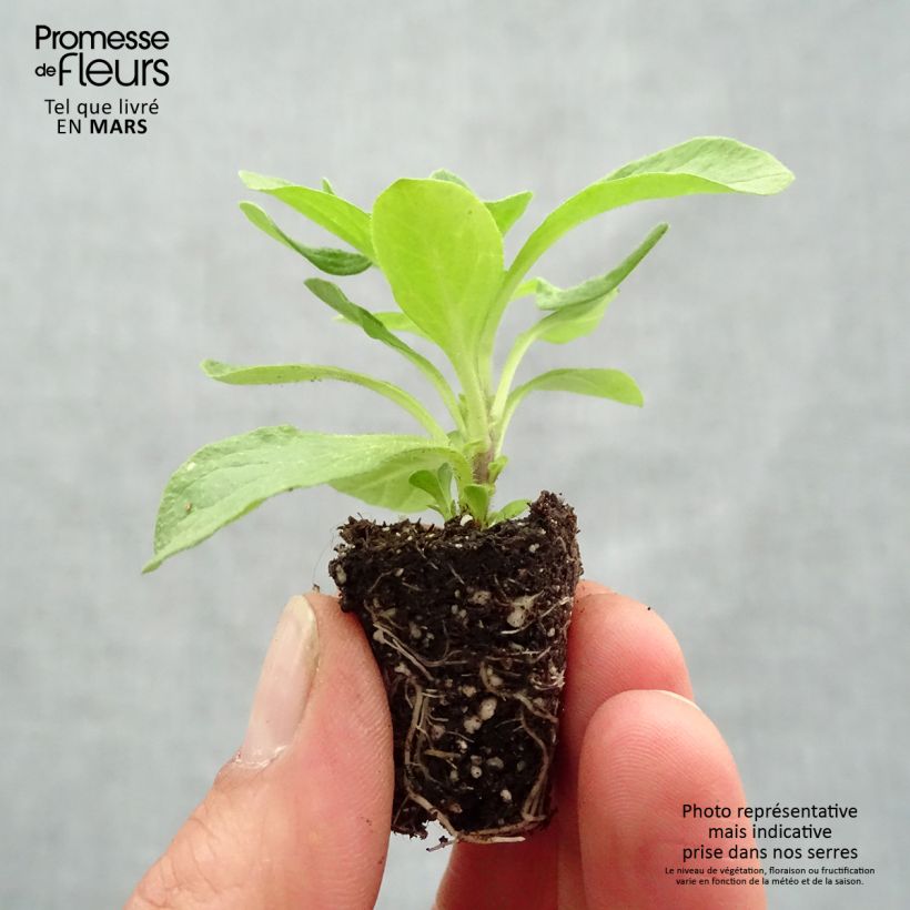 Petunia Viva  Eclipse Plug plant 3/4cm sample as delivered in spring