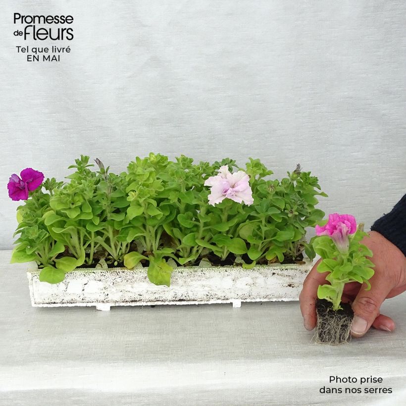 Petunia  surfinia Cassandra Mix Plug plants 3.8 x 3.2cm - Tray of 16 sample as delivered in spring