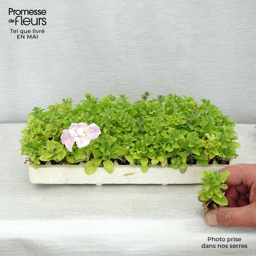 Petunia  surfinia Cassandra Mix Plug plant 2.2cm x 2cm - Tray of 35 sample as delivered in spring