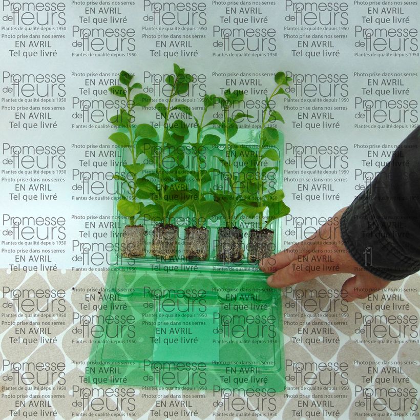 Example of Petunia Conchita Azur Plug plant 3/4cm specimen as delivered