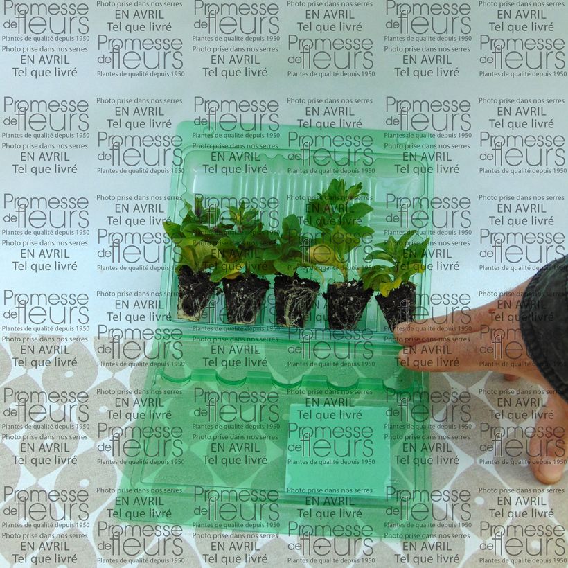 Example of Petunia Surfinia Tumbelina Maria Plug plant 3/4cm specimen as delivered