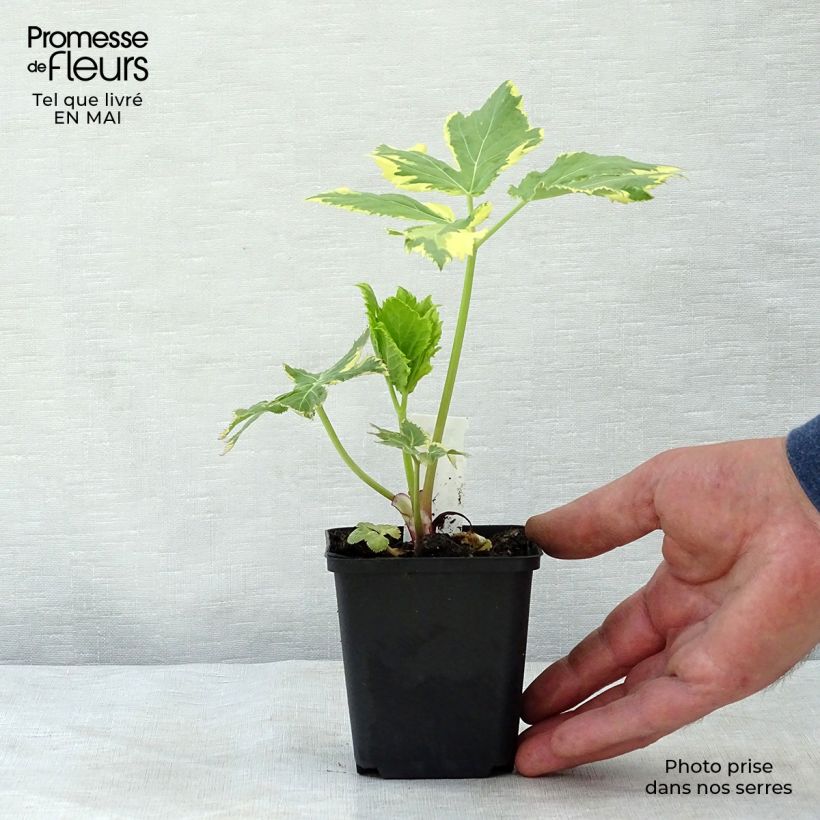 Peucedanum ostruthium 'Daphnis' sample as delivered in spring