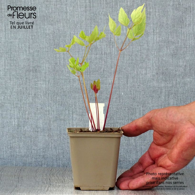 Peucedanum verticillare 8/9 cm pot sample as delivered in summer